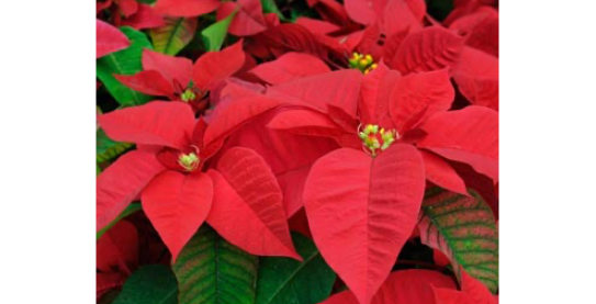 Advent/Christmas Flowers and Greens