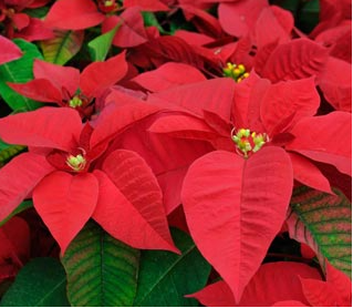 Christmas Flowers Offering -- 06DEC2026