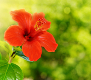 Assumption Offering -- 15AUG2026