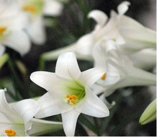 Easter Flowers -- 08MAR2026