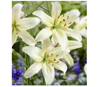 Easter Flower Remembrance