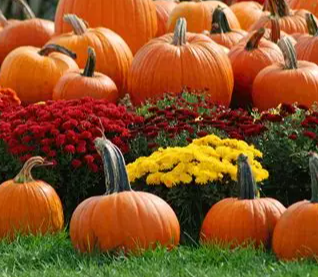 Sonny Acres Farm Field Trip